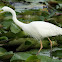 Intermediate Egret