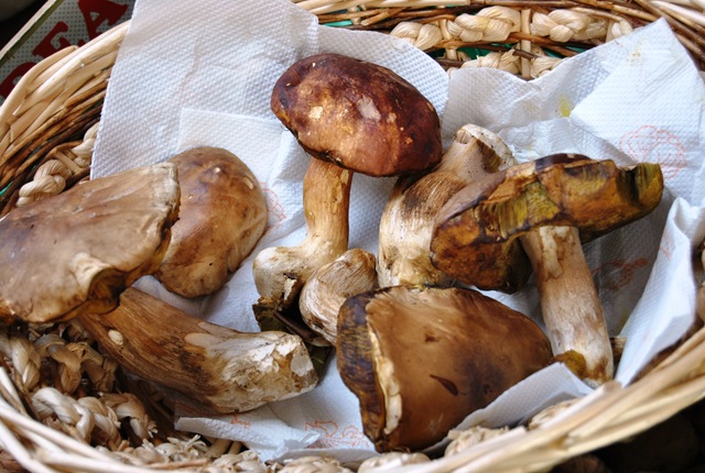 [FUNGHI%255B2%255D.jpg]
