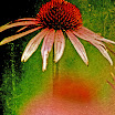 coneflower3sh.jpg