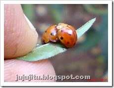 kumbang Ladybird kawin_Coelophora inaequalis_mating