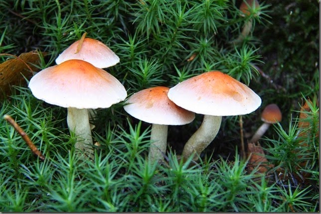 herfsthuisjes herfsthuisjes