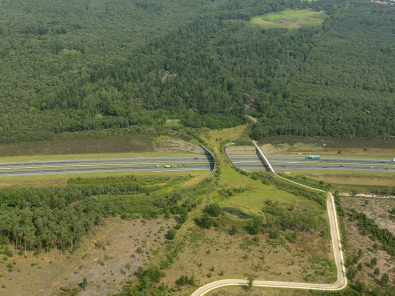 Ponen Puentes para animales silvestres. Wildlife-crossings-2%25255B3%25255D