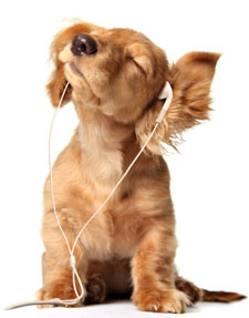 Dog with earphones!