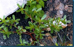 purslane