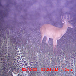 my farm nichols 088.JPG