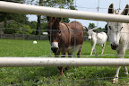 You know, some people do race their donkeys, but it doesn't seem like much fun.  Good thing Martha's not into it!  Billie, Clive, and I just like to run for fun!