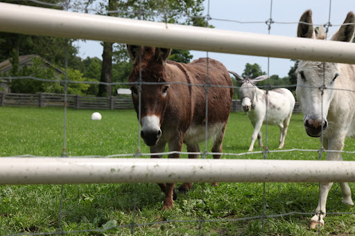 You know, some people do race their donkeys, but it doesn't seem like much fun.  Good thing Martha's not into it!  Billie, Clive, and I just like to run for fun!