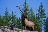 Buck - Yellowstone National Park, Wyoming