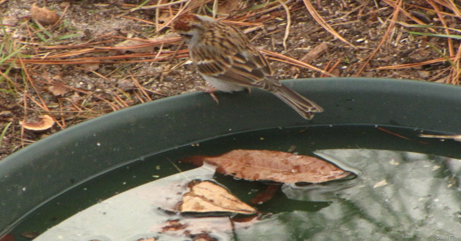 [Feeder%2520birds_032%255B4%255D.jpg]