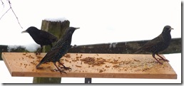 starlings