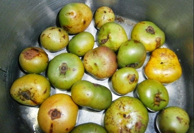 [Garcinia%2520morella%255B3%255D.jpg]