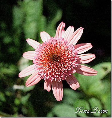 RT_Echinacea