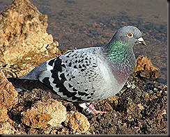 paloma mensajera paloma mensajera