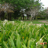 Lumut Lumut