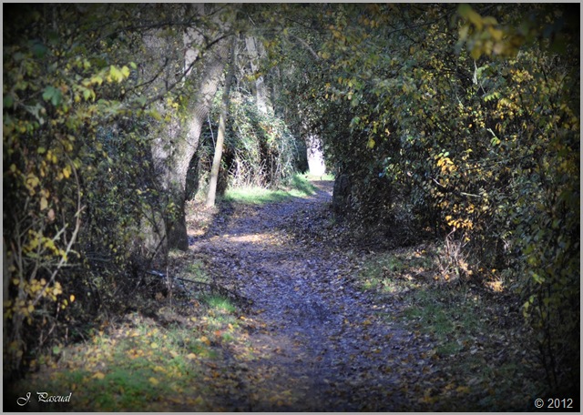 DSC_1175 DSC_1175