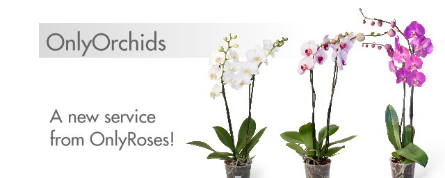OnlyRoses presents OnlyOrchids - http://www.only-roses.com/