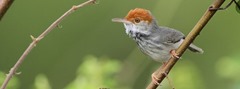 cambodian-tailorbird cambodian-tailorbird