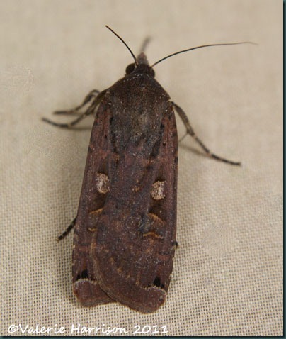 large-yellow-underwing large-yellow-underwing