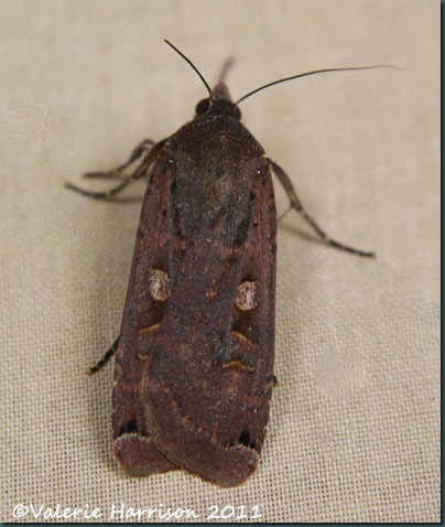 large-yellow-underwing