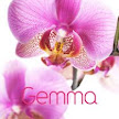 Pink Orchid 5 Nameplace