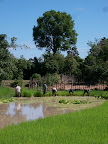 Cambodge - Siem Reap - Les temples d'Angkor