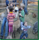 petting zoo 2