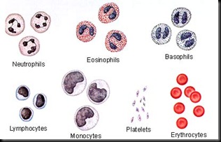blood_cell