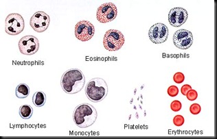 blood_cell blood_cell
