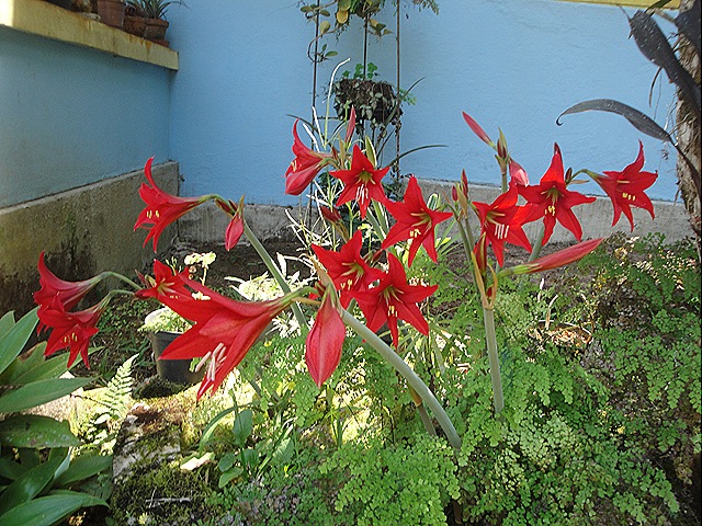 [Amarilis%25209%2520de%2520set%25202011%2520002.jpg]