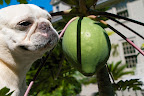 It appears to be some kind of fruit that's maybe not yet ripe.