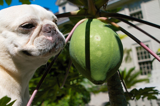 It appears to be some kind of fruit that's maybe not yet ripe.