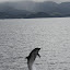 Dolphins At Play - Bay Of Islands, New Zealand