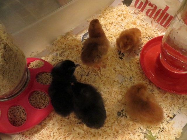 [BBC%2520chicks%252003%255B3%255D.jpg]