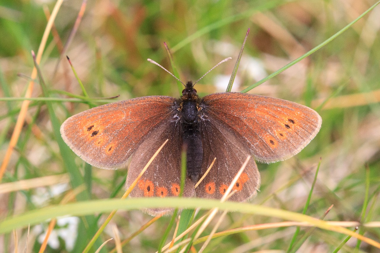 [Mountain_Ringlet-3%255B3%255D.jpg]