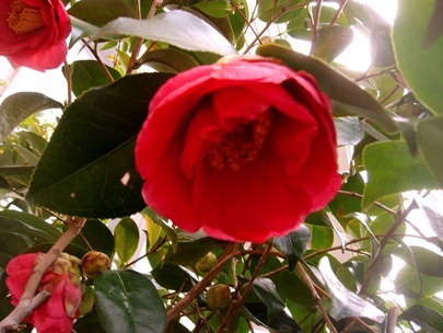 Camellia Camellia