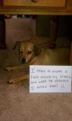 [dog-shaming-bad-35%255B2%255D.jpg]