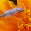 Midge