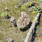 DSCN9542.JPG