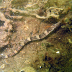 Zeenaald (13-8-2005, Den Osse)