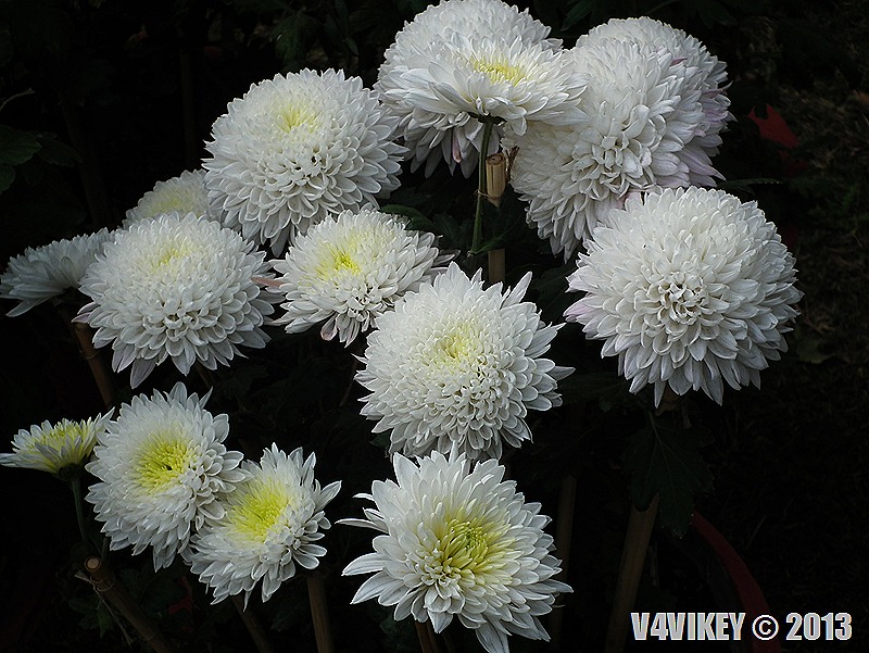 WHITE CHRYSANTHEMUM FLOWERS