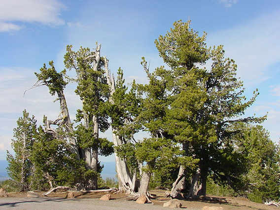 Whitebark pine stand. A warming climate has allowed mountain pine beetles not only to make it through the winter, but to move higher up mountain slopes to whitebark pine forests. Unlike, lodgepole pines, whitebarks have no defenses against the beetle onslaught. Richard Sniezko / U.S. Forest Service