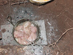 Meat in Fiji oven