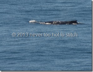 humpback on the move