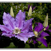 wisley clematis 2.jpg