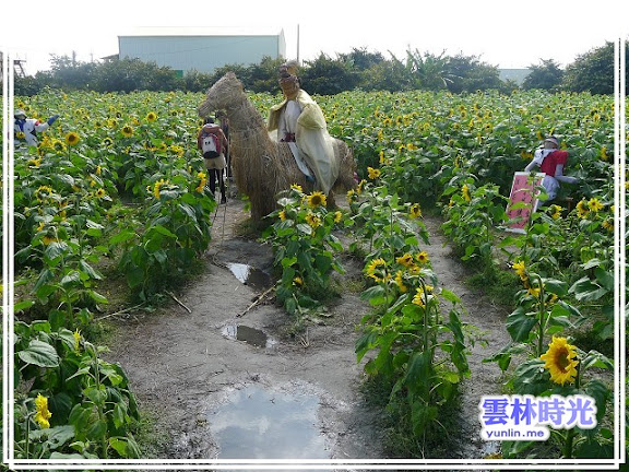 2012莿桐孩沙里的花海開了-花舞雲林、亮點莿桐