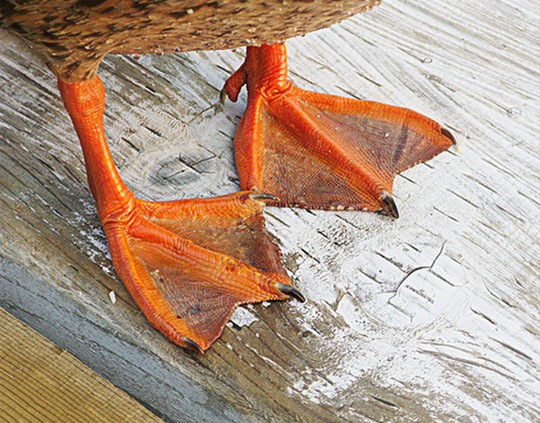 [duck-feet-nails-5%255B2%255D.jpg]