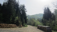 Drugie szutry