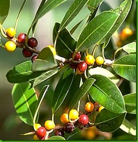 Ficus enormis