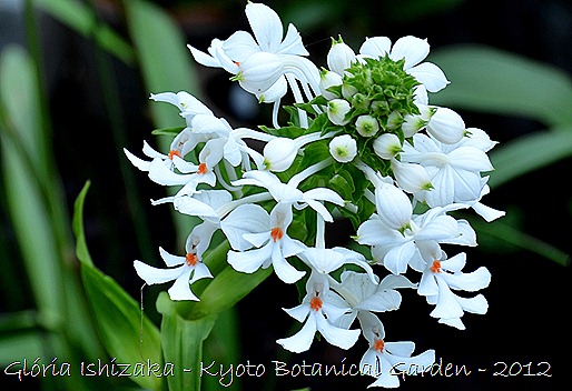 Glória Ishizaka -   Kyoto Botanical Garden 2012 - 15 a