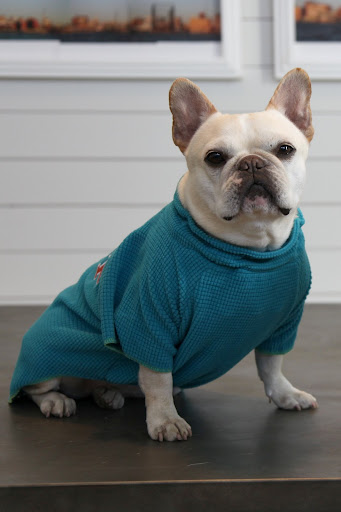 I know, like this turquoise fleece!  It was inspired by a project on Martha's show!
http://www.marthastewart.com/264715/dog-coat?czone=pets/pet-projects/project-types&center=307040&gallery=275365&slide=264715